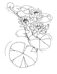 Black And White Lily Pad Water Lily Flowers Among Lily Pad Coloring Page Lily Pad Drawing Lilies Drawing Water Lily Drawing