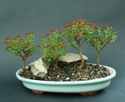 Image result for Crassula sarcocaulis