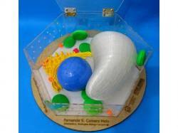 How to make a plant cell model with home objects. Plant Cell Model Using Household Items