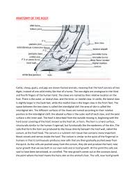 Photoscan of a cow leg bone i did. Anatomy Of The Hoof