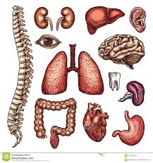 Download a free preview or high quality adobe illustrator ai, eps, pdf and high resolution jpeg versions. Human Body Diagram Clipart Organs Human Body Anatomy
