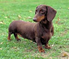 Image result for dachshund