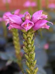 Image result for Plantaginaceae