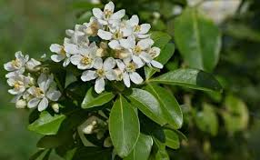 Ideali per chiudere un pacchetto speciale, per. Fiori Bianchi Da Giardino Idee Green