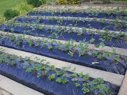 Straight to heaven, white cristal. Epingle Sur Planter Des Fraisiers Sans Entretien Sur Bache