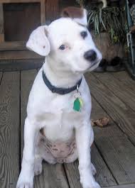 Pitbull dalmatian mix or pitmatian is a dog suitable for someone young and having no children. Pin On Things I Love
