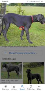 The great dane's 'gentle giant' nickname is well earned by its loving, quiet persona. My Great Dane Has A Lump On His Torso Rib Area The Size Of My Palm Having A Hard Time Getting An Appointment And Was Wondering How Petcoach