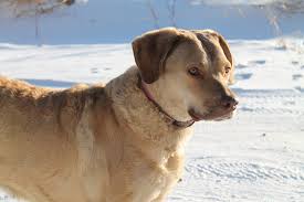 See dog breeds similar to chesapeake bay retriever. Breeders Of Chesapeake Bay Retrievers Ball Bluff Kennels