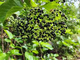 Image result for Premna mooiensis