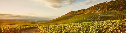 Hans Wirsching Wine Estate - Viticulture since 1630