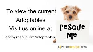 Maybe you would like to learn more about one of these? Lap Dog Rescue Of New Mexico Home Facebook