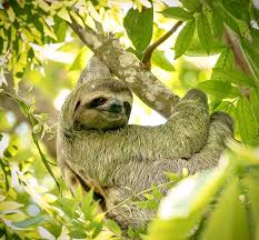 Image result for Triceratella drummondii