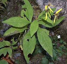 Image result for Senecio luembensis
