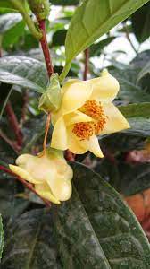 The Golden Camellias Of China And Vietnam Tikorangi The Jury Garden In 2020 Temple Gardens Amazing Gardens Planting Flowers