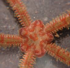 Image result for Monopsis stellarioides