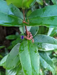 Image result for Memecylon