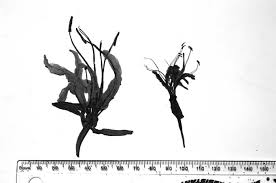 Image result for Croton inhambanensis