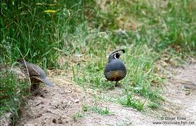 Neuseeland, new york, indien und auch argentinien machen es vor, und wer sich nun fragt, ob tiere weiterhin gejagt werden dürfen, hierzu zitieren wir aus der verfassung von neuseeland: Neuseeland Tiere Quails In Abel Tasman National Park Chocolate Fish Photos