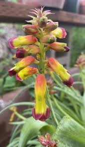 Image result for Queenslandiella