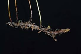 Image result for Christella gueinziana