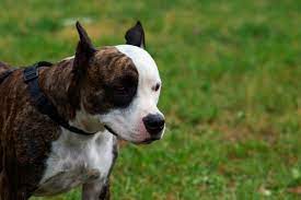 Reverse brindle red nose brindle pitbull. The Brindle Pitbull Is The Ultimate Rainbow Dog Animalso