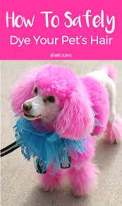 You Probably Shouldn T Do It But Here S How To Safely Dye Your Dog S Hair If You Must Dog Hair Dye Dog Dye Dog Hair
