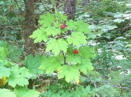 Devils Club Associated With Ginseng The Bark Used As Medicine By Alaska Natives Medicinal Wild Plants Wild Plants Plants