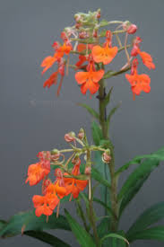 Image result for Habenaria insolita