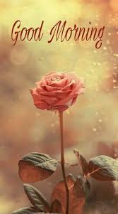 Single Pink Rose Morning Quote Rose Good Morning Pink Rose Good Morning Quotes Good Morning Sayings Good Good Morning Flowers Good Morning Cards Morning Images