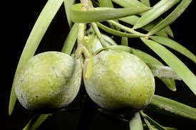 Image result for Afrocarpus usambarensis