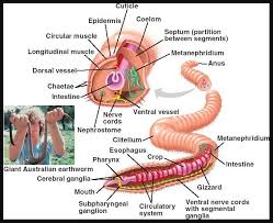 Giant Australian Earthworm Anatomy In Detail Anatomy Note Www Anatomynote Com Earthworms Annelids Segmentation