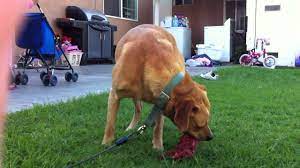 Out in the wild, she needed to hide the scent of her puppies from predators. Dog Eating Its Puppy Youtube