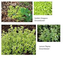Has been added to your cart. Golden Oregano Groundcover Lemon Thyme Groundcover Ppt Download