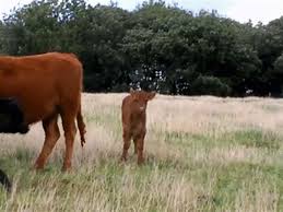 Ritually it is e pure thing that we got and temples believes that using this the evils will stay far away.but science says that it has the ability to kill some. Mini Cows Are Not Pets