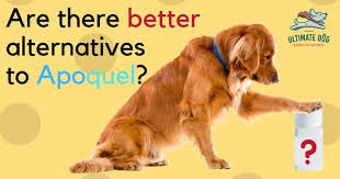Apoquel Changed Everything Within Just A Couple Weeks His Skin Looked Less Inflamed And The Constant Itching Was Noticeably In 2020 Apoquel Dogs Allergic Dermatitis