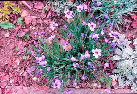 Image result for Gladiolus trichonemifolius