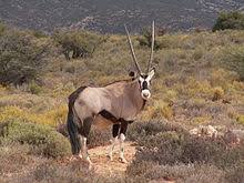 Animal photos & animal names. Wildlife Of South Africa Wikipedia
