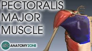 It is responsible for giving power to the arm in adduction (bringing the arm toward the body), internal rotation (rotating the shoulder toward the body) and flexion of the shoulder joint when the arm is extended. Pectoralis Major Physiopedia