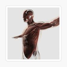 Not only is it among the most sophisticated animal structures in nature, it is also one of those with most variations: Anatomy Of Male Muscles In Upper Body Side View Canvas Print By Stocktrekimages Redbubble