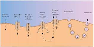 Transport Of Substances Across Cell Membranes Deranged Physiology