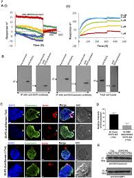 Maroon 5 tickets (rescheduled from august 30, 2020 and august 9, 2021) Plos Pathogens Ehp3 A Homolog Of 14 3 3 Family Of Protein Participates In Actin Reorganization And Phagocytosis In Entamoeba Histolytica