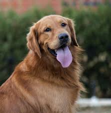 Check spelling or type a new query. Golden Retriever Puppies Of West Texas Home Facebook