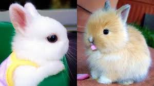 Ohhh my favorite time of day is time petting that soft fur. Funny Baby Rabbit Videos Cute Baby Rabbits Funny Bunny Baby Videos Cute Bunnies Video Fish Hunt Buzz