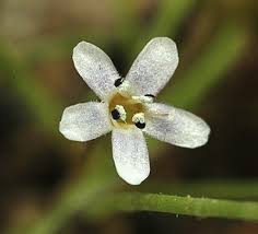 Image result for Limosella capensis