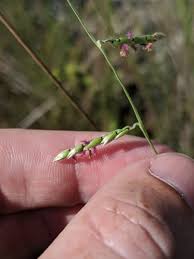 Image result for Eriochloa macclounii
