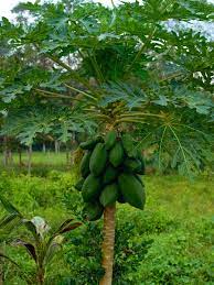 Hibur diri kamu dengan gambar gambar lucu terbaru berikut ini. Tanamsendiri Com Grow Your Own Membuat Benih Sendiri Betik Bahagian 2 Daripada 2