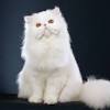 Ernst stavro blofeld is known for incessantly stroking his cat while plotting to take over the world, but check out this clip from. Https Encrypted Tbn0 Gstatic Com Images Q Tbn And9gct5yjax0jah7fpqekh7nnagsq0 2kegdyv8ord1f11llg3z5pfm Usqp Cau