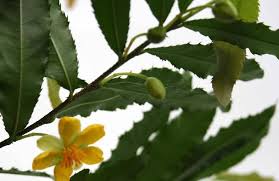 Image result for Ochna ovata