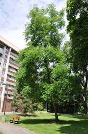 Maybe you would like to learn more about one of these? Robinia X Ambigua Decaisneana