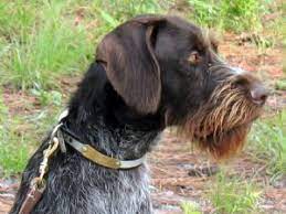 Maybe you would like to learn more about one of these? German Wirehaired Pointer Puppies For Sale